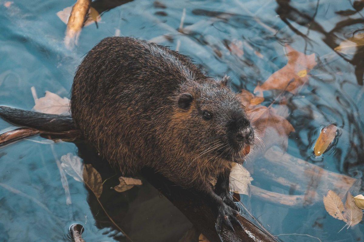 eurasian beaver is the national animal of estonia