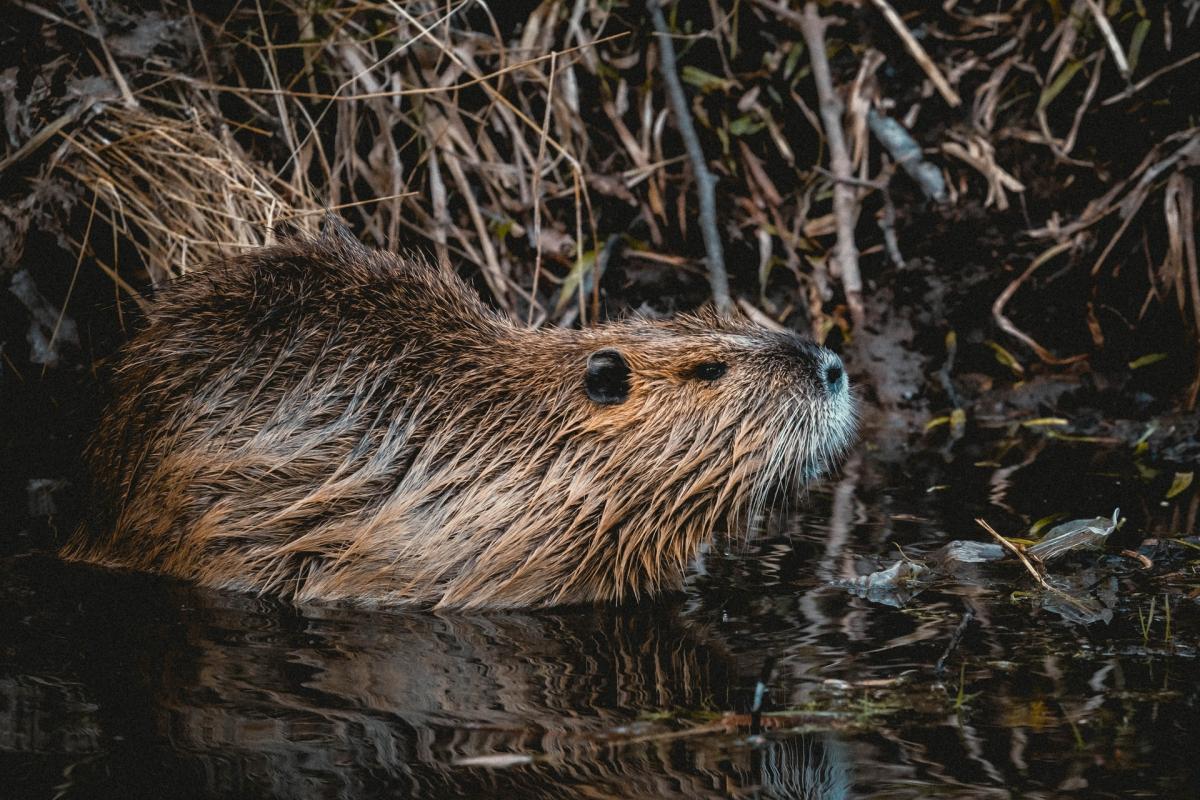 eurasian beaver is one of the most common animals of czech republic