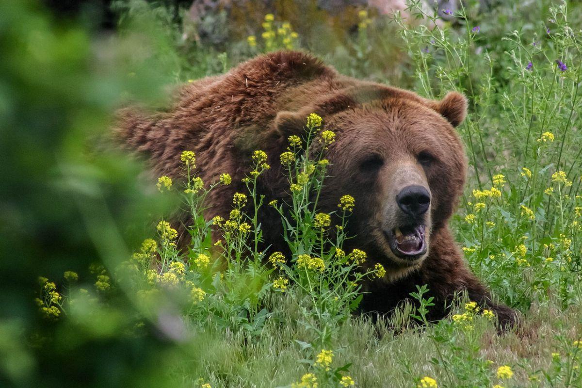eurasian brown bear in the bush