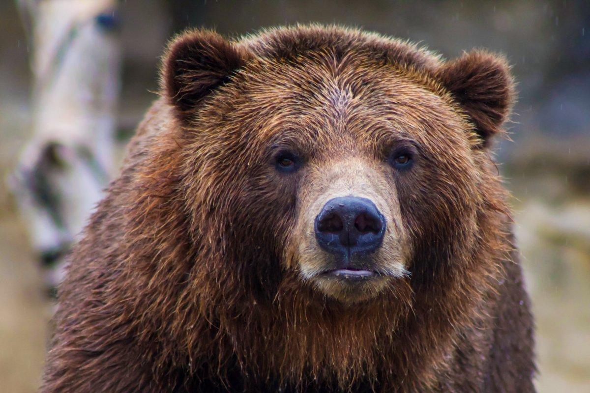 eurasian brown bear is among the animals native to greece