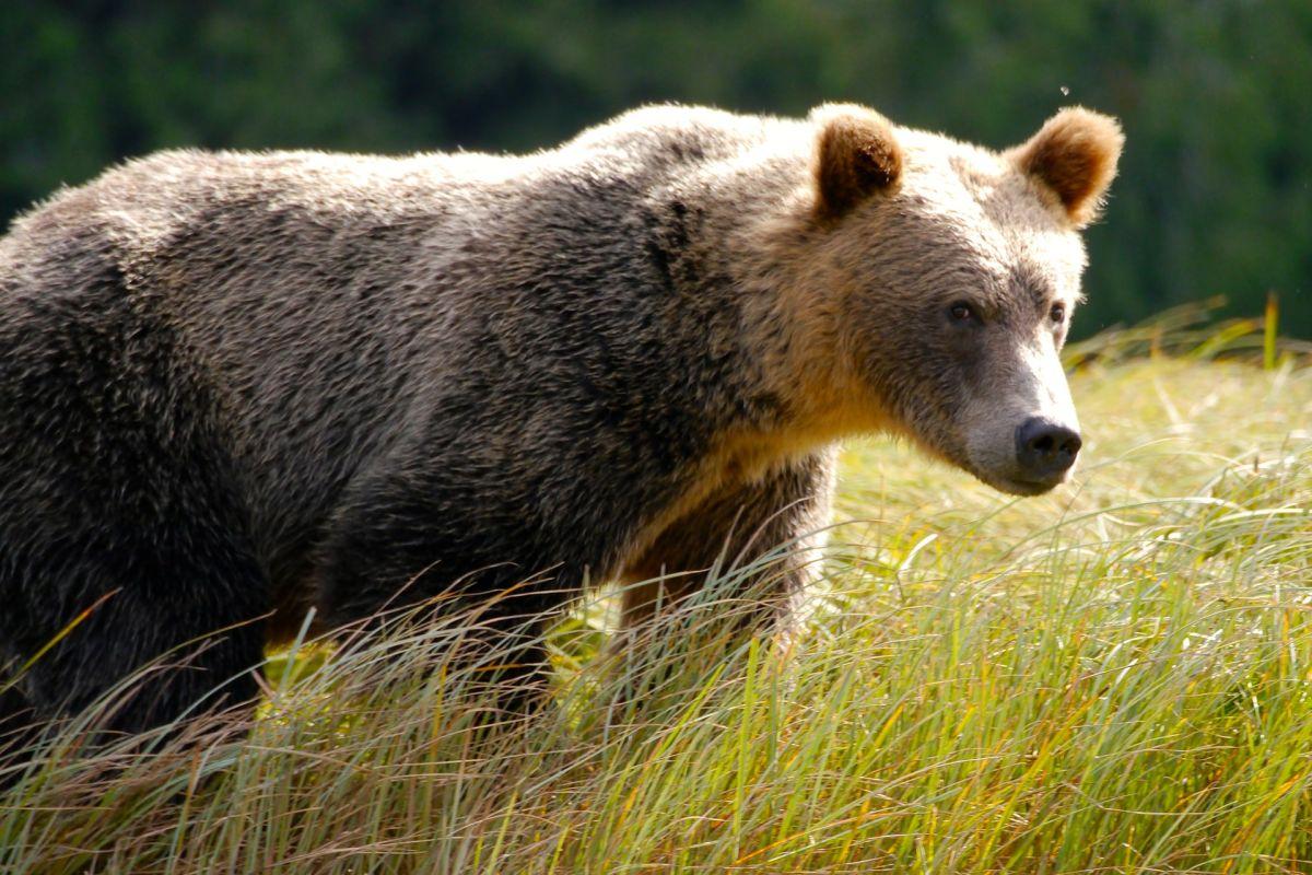 eurasian brown bear is one of the common bosnia animals