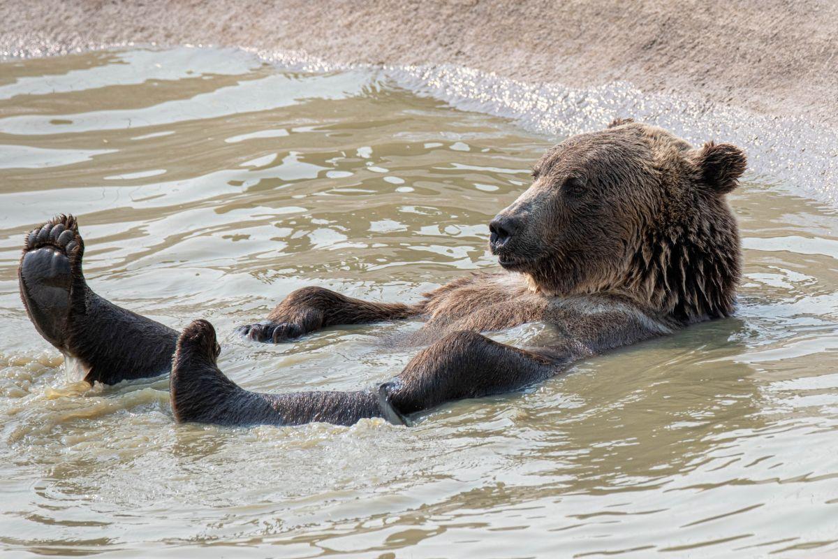 eurasian brown bear