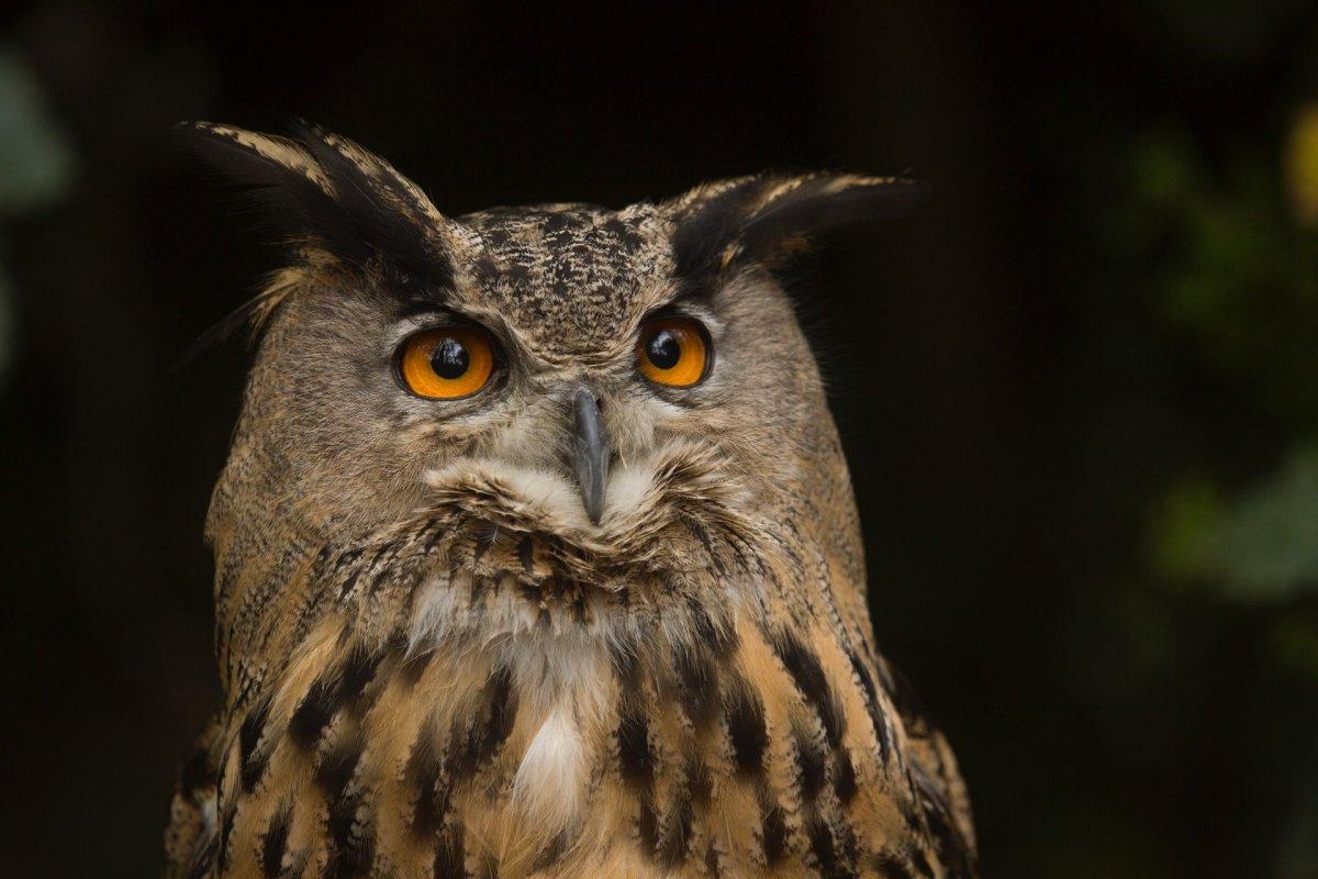 eurasian eagle owl is one of the wild animals in austria