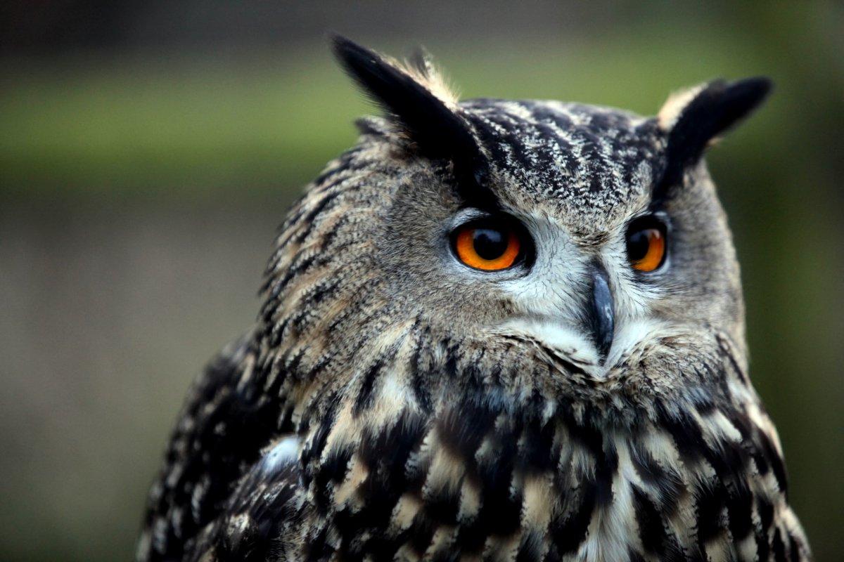 eurasian eagle owl