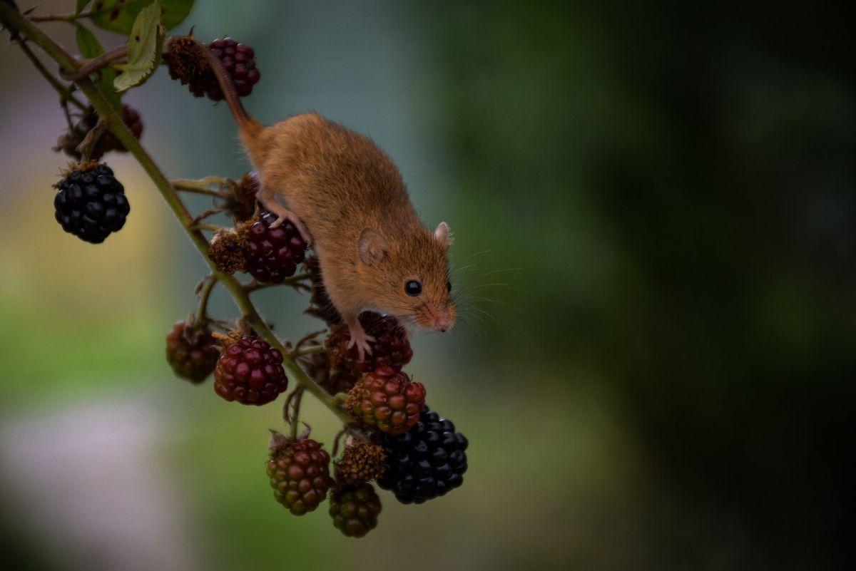 eurasian harvest mouse