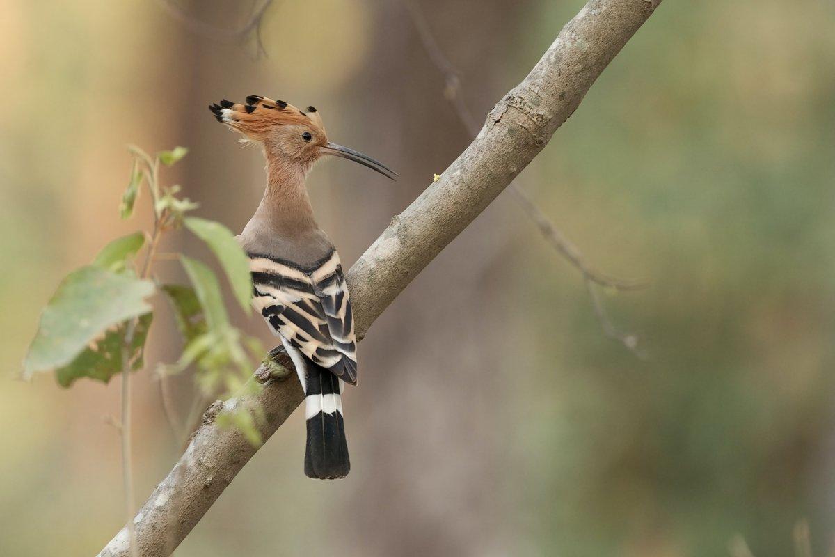 eurasian hoopoe is part of the israel wildlife