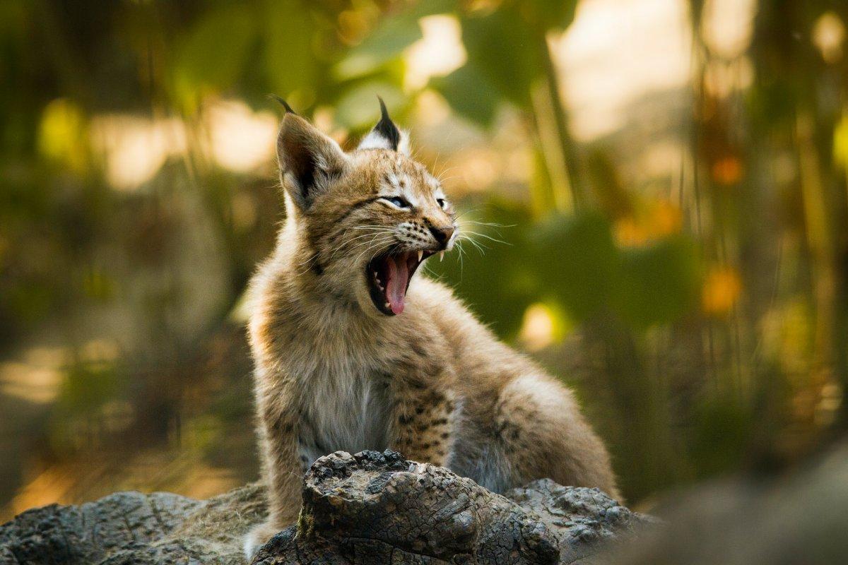 eurasian lynx in bulgaria