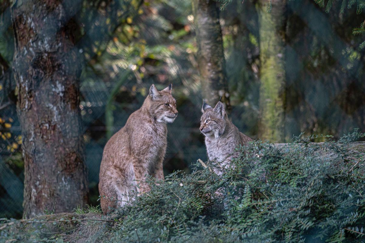 eurasian lynx is one of the animals native to italy