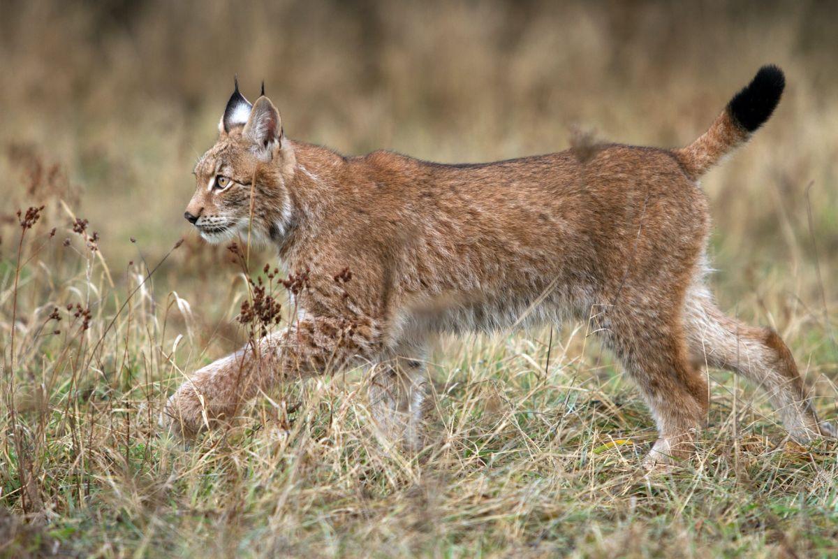 eurasian lynx is one of the common germany animals