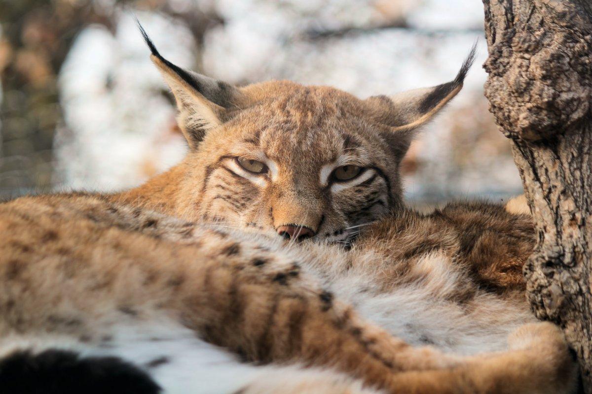 eurasian lynx is one of the wild animals in croatia