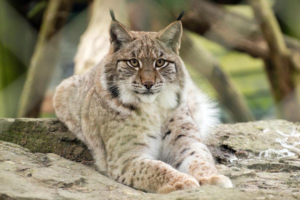 eurasian lynx lying on a rock