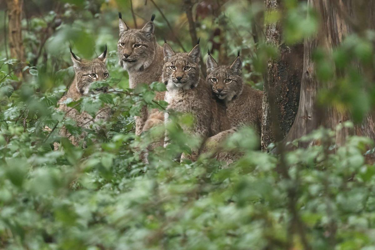 eurasian lynxes are native animals in poland