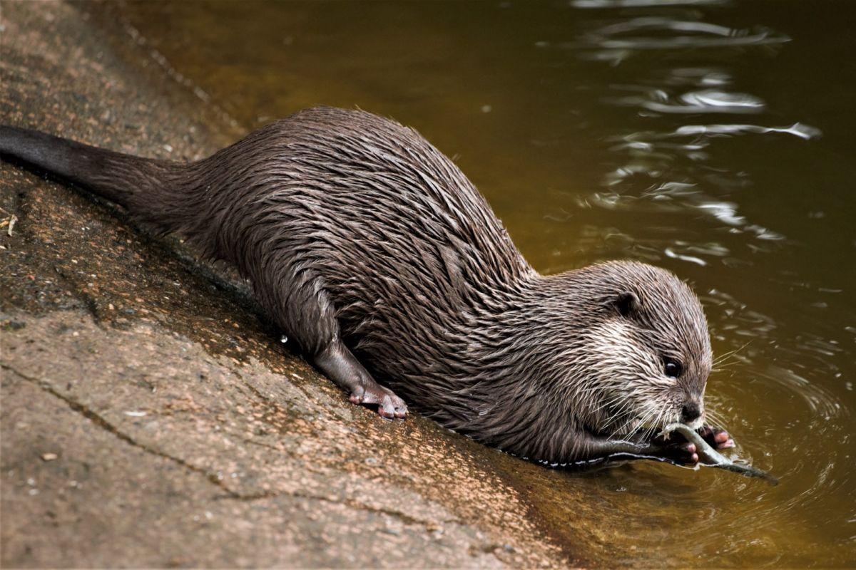 eurasian otter is among the wild animals spain has on its land 