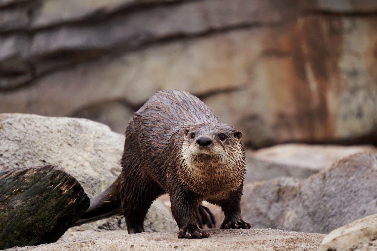 eurasian otter in bosnia