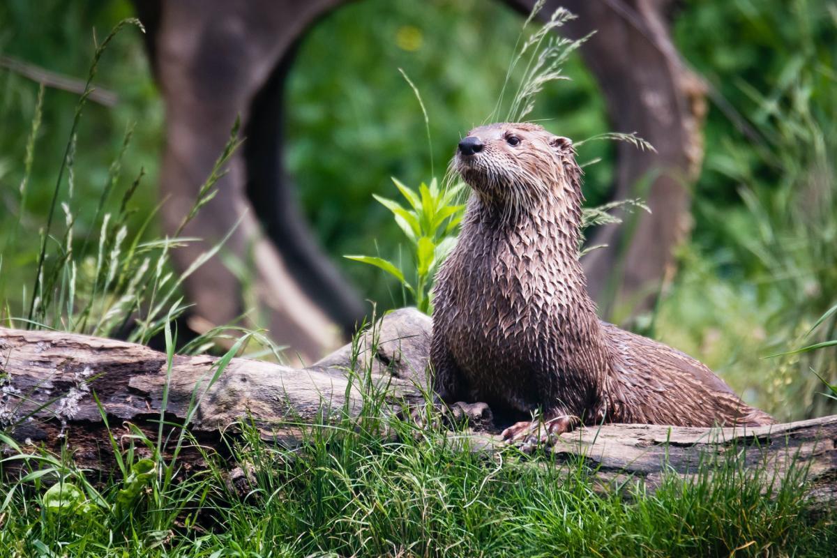 eurasian otter in croatia