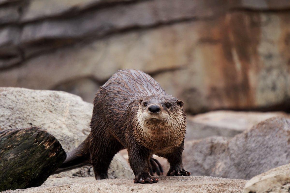 eurasian otter is among the hungarian animals