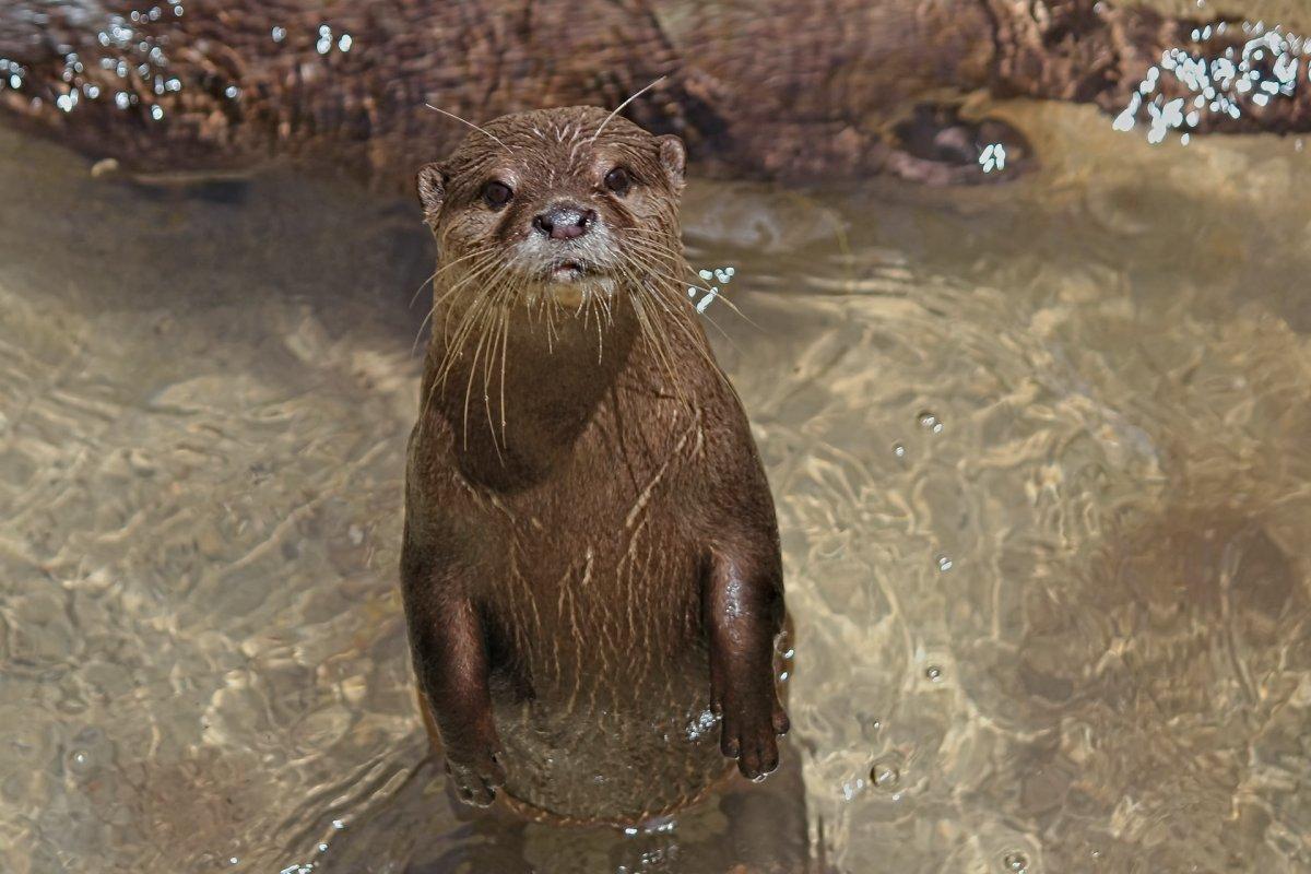 eurasian otter is in the animals that live in greece