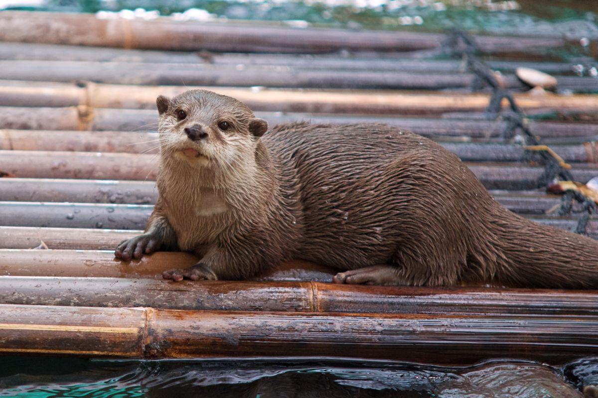 eurasian otter is one of the irish native animals