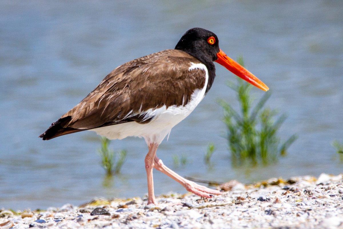 eurasian oystercatcher