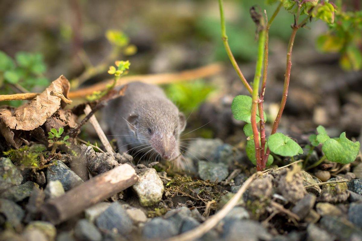 eurasian pygmy shrew in the nature