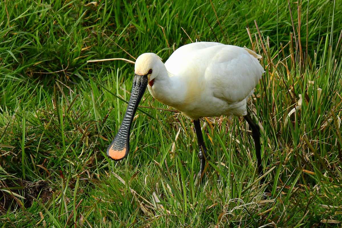 eurasian spoonbill is among the animals from finland