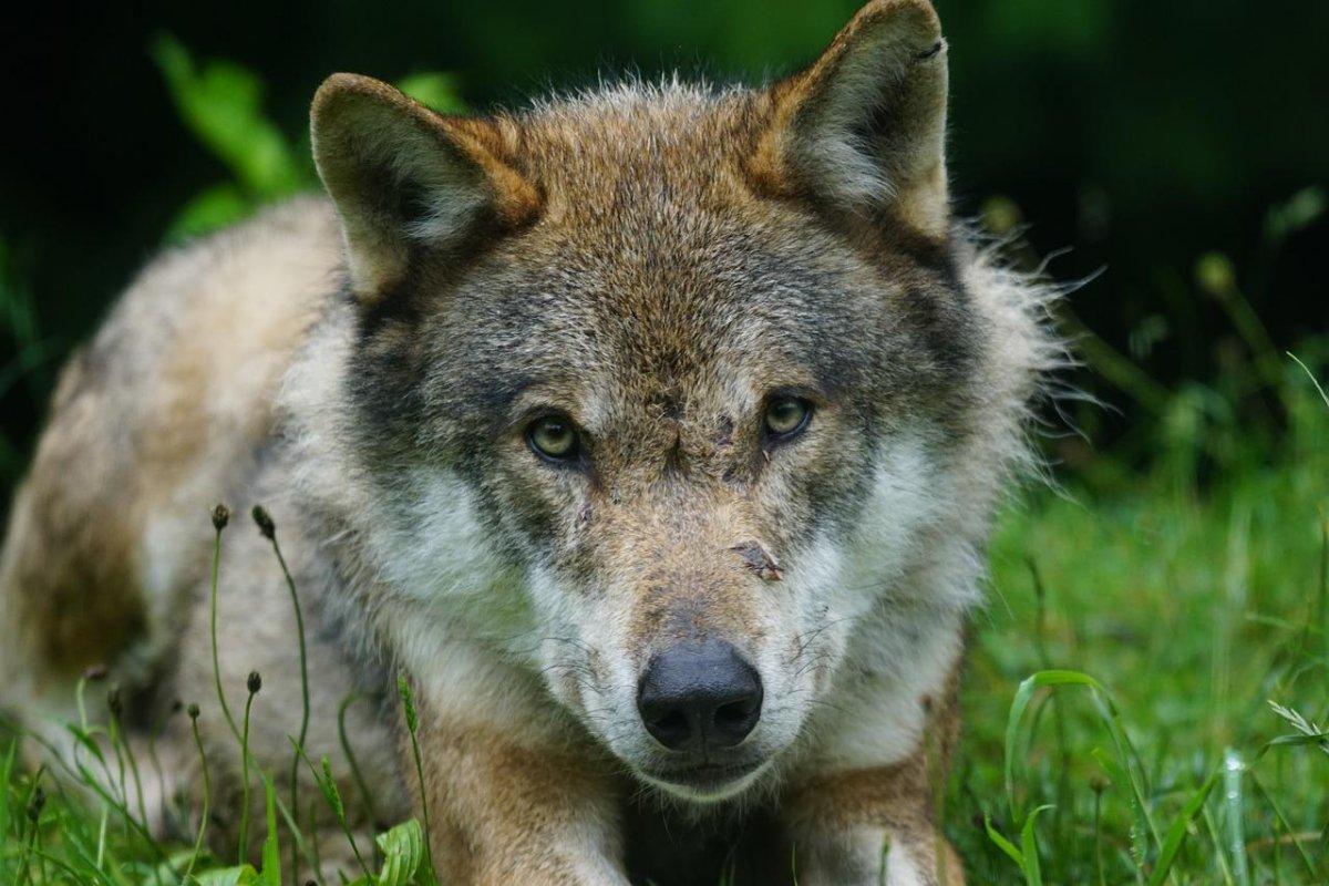 eurasian wolf is one of the animals of belgium