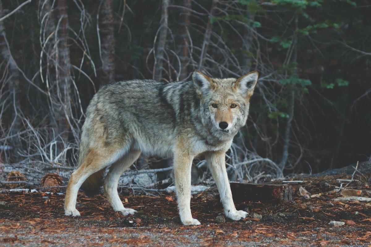 eurasian wolf is one of the wild animals of france