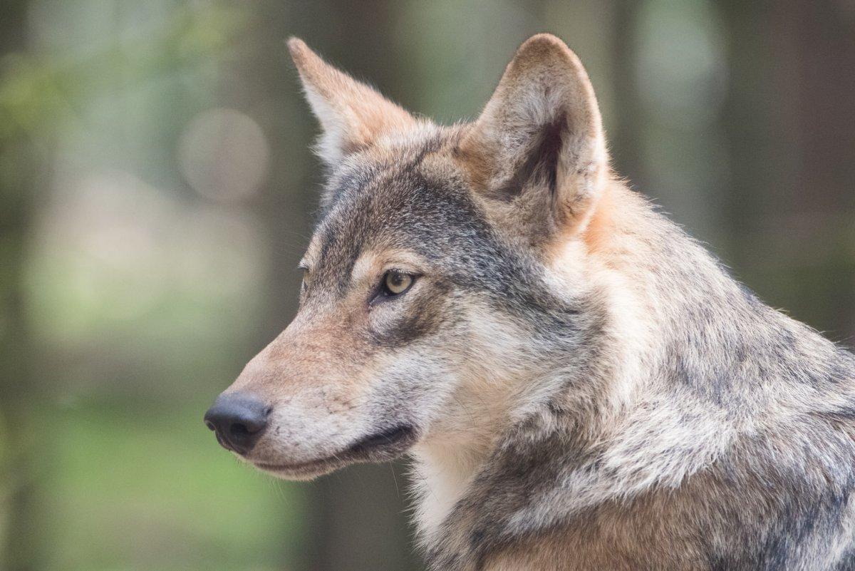 eurasian wolf is part of the hungary wildlife