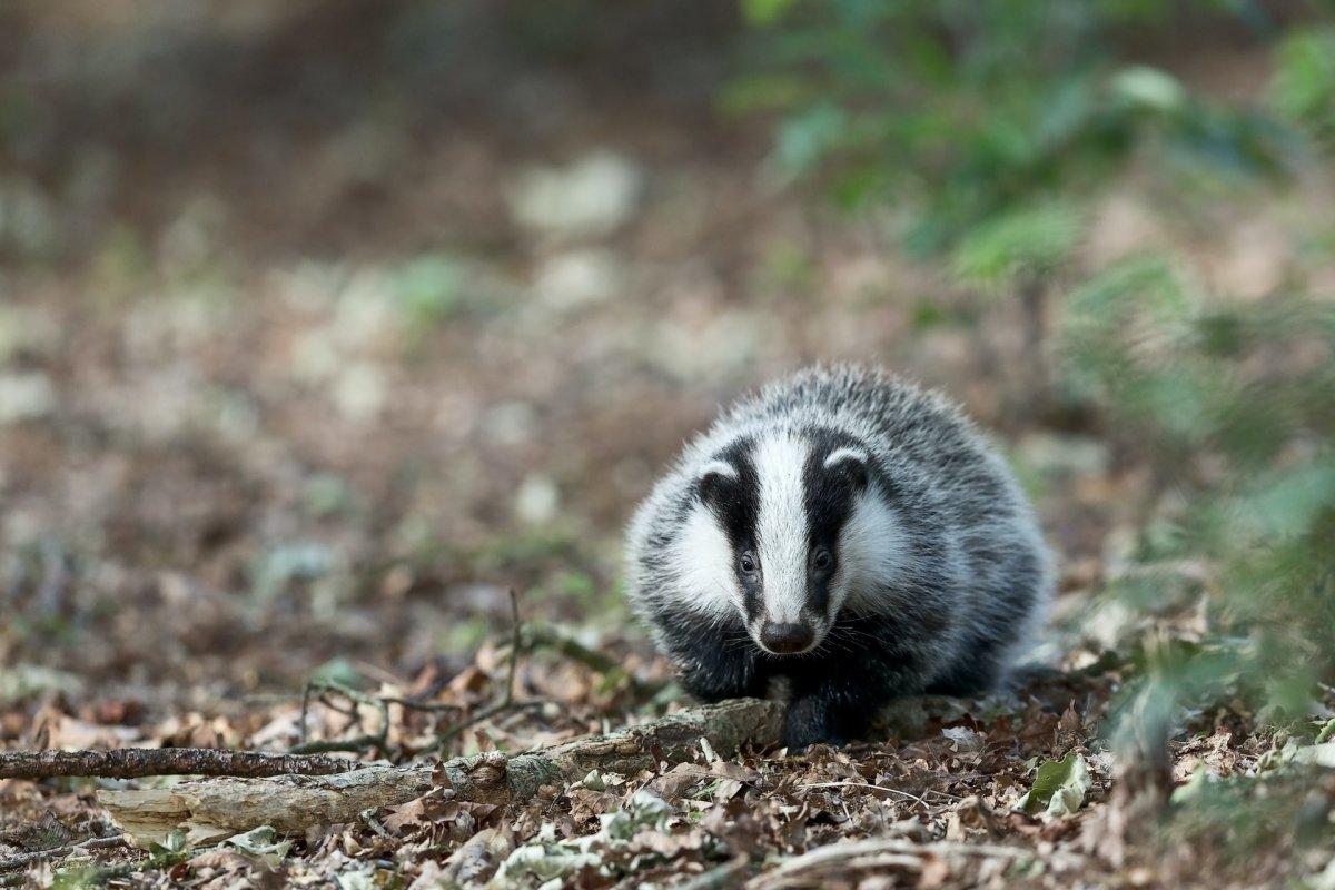 european badger in the bush