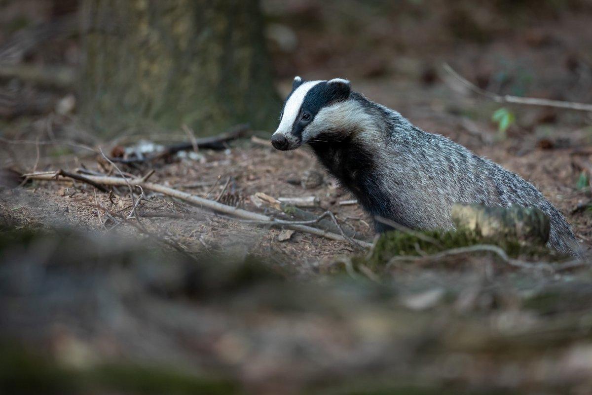 european badger is common in the wildlife in germany