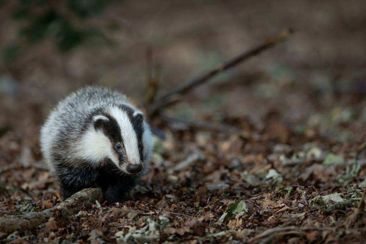 european badger is in the italy animals list