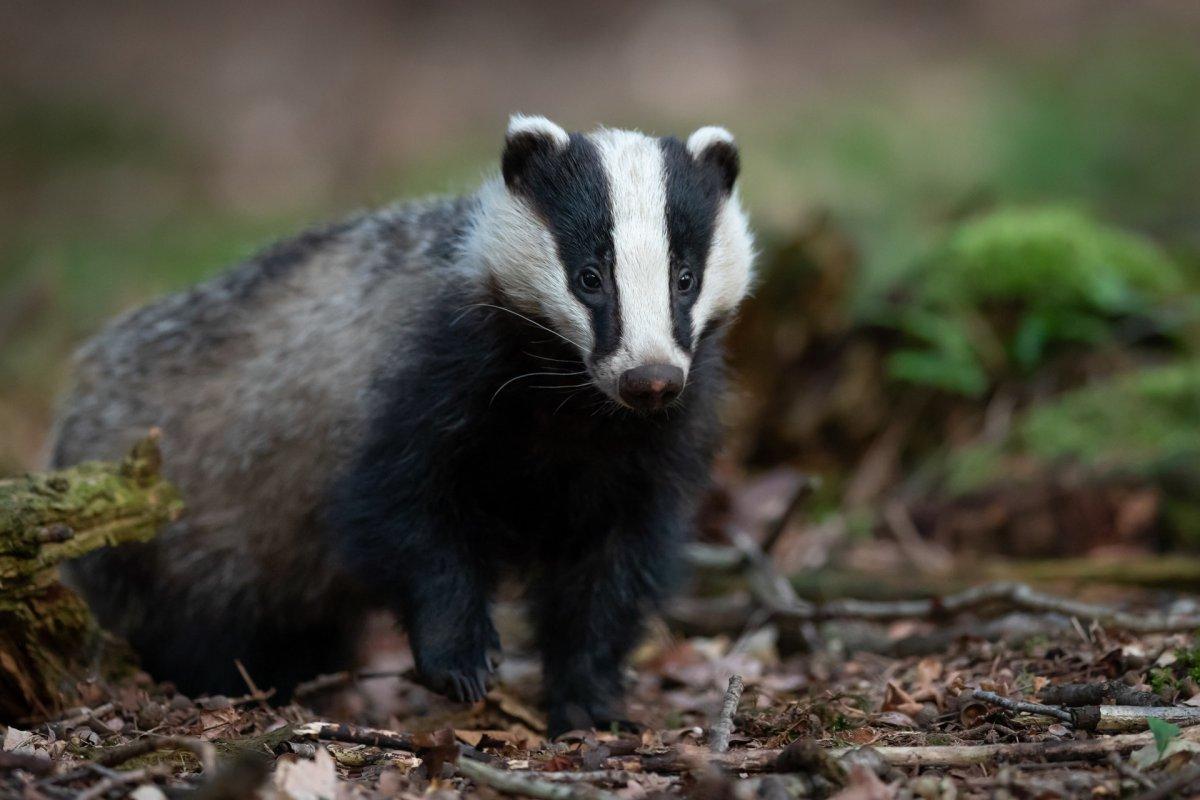 european badger walking in the nature in hungary