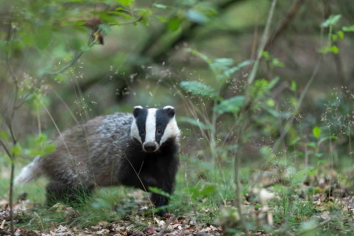 european badger