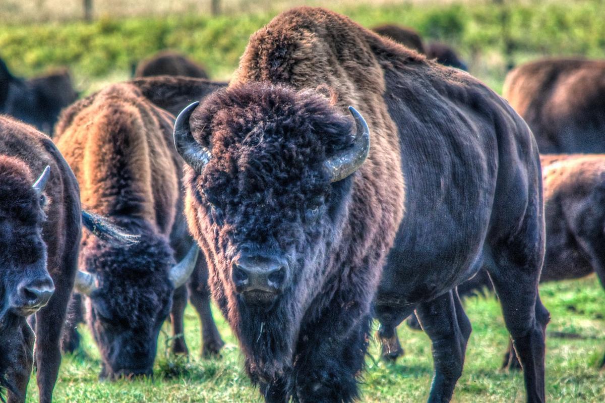 european bison in bulgaria