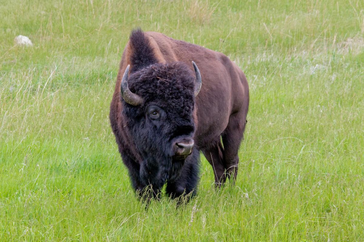 european bison in the nature