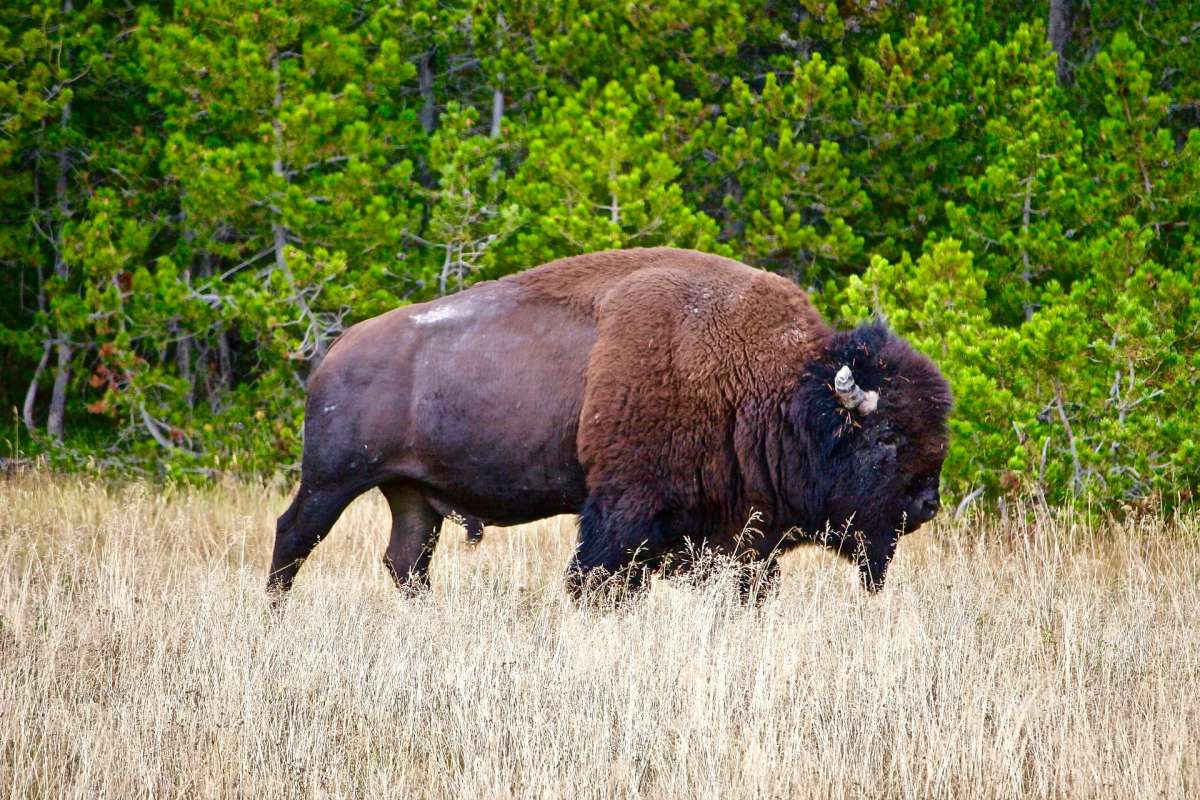 european bison is one of the endangered animals in poland