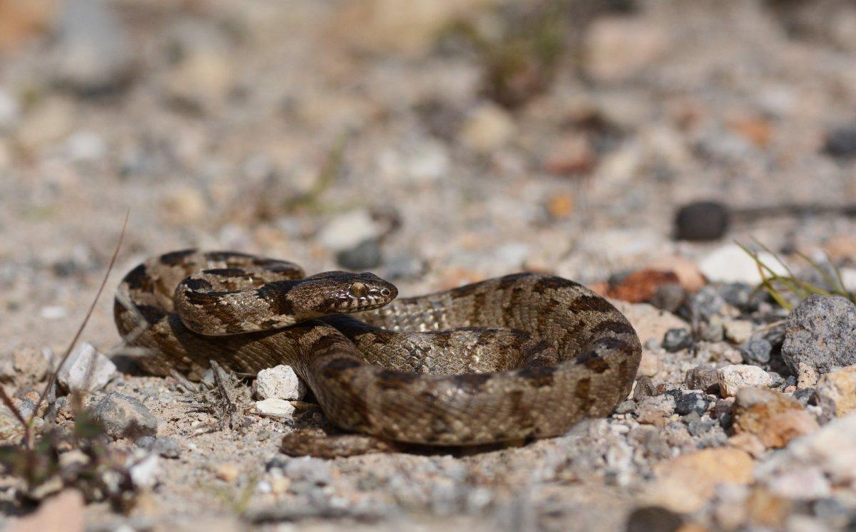 european cat snake is in the animals native to cyprus