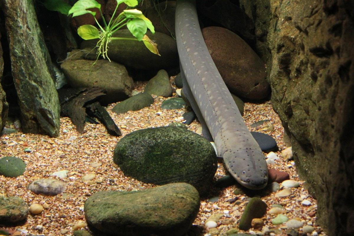european eel is one of the endangered animals in cyprus