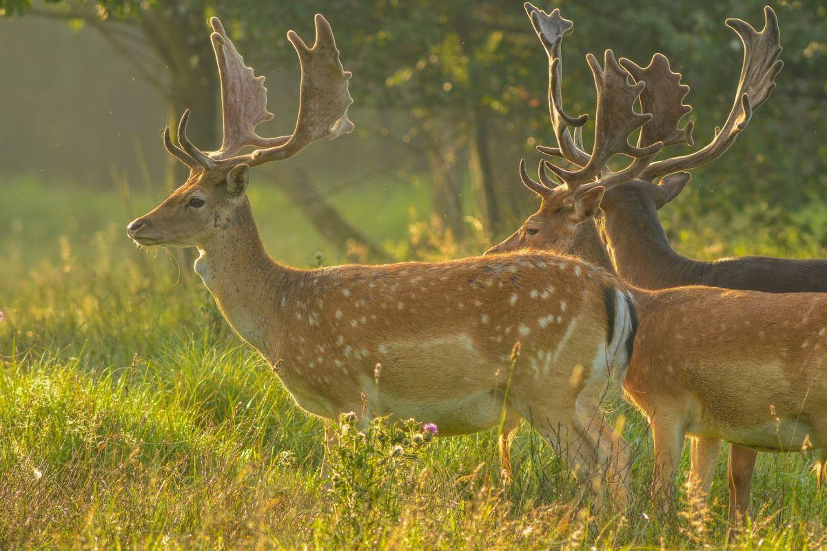 european fallow deer are italy wildlife animals