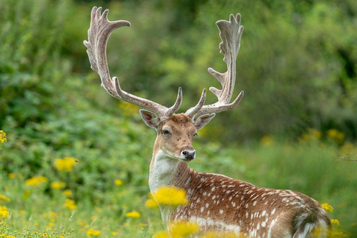 european fallow deer in bulgaria