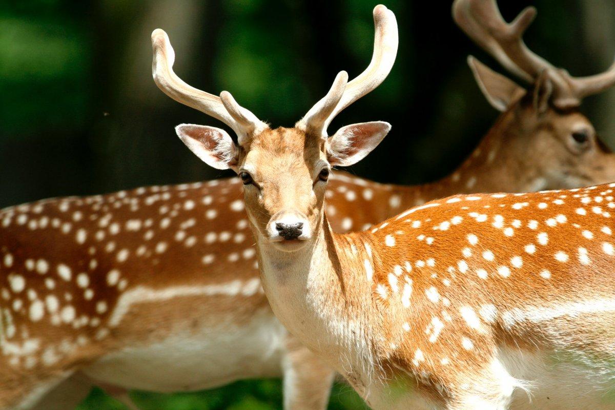 european fallow deer