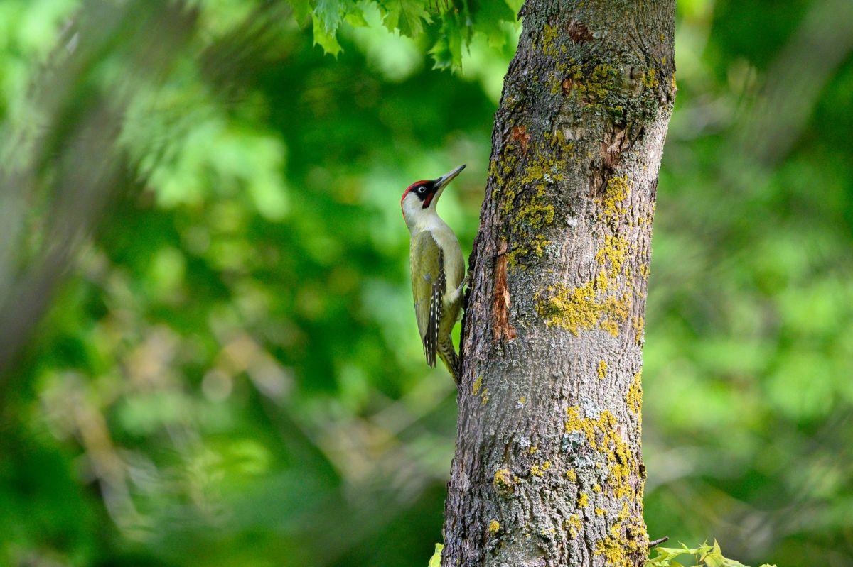 european green woodpecker