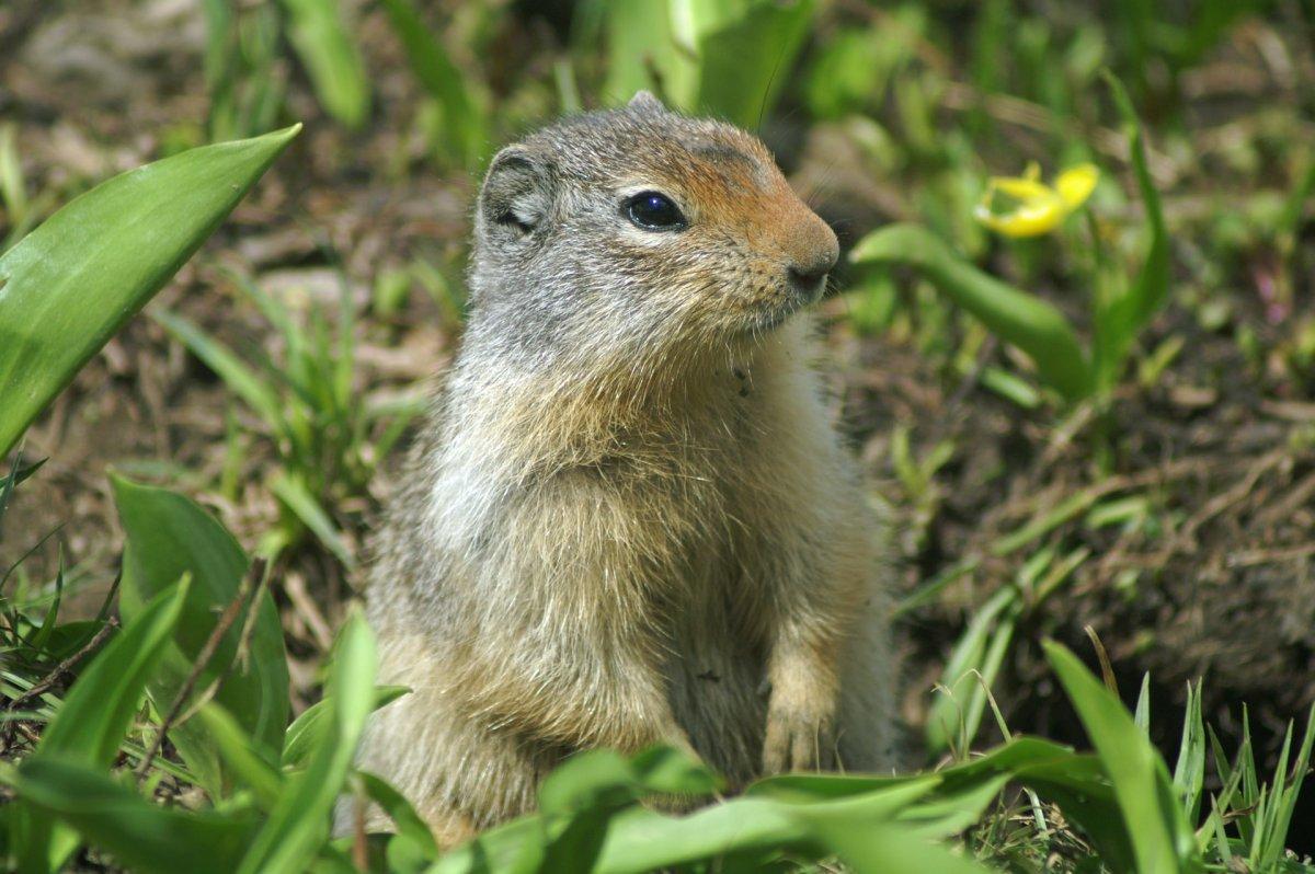 european ground squirrel is one of the animals in macedonia
