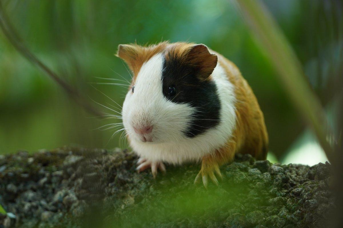 european hamster in bosnia