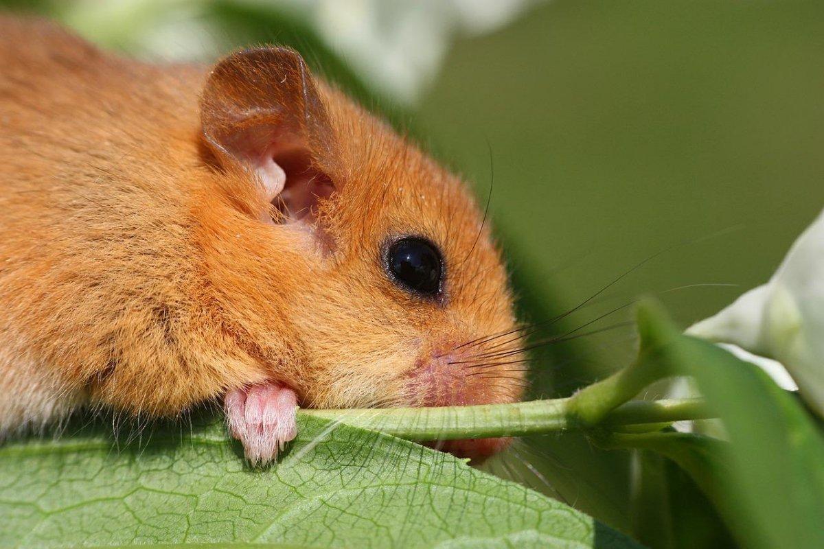 european hamster on a leaf
