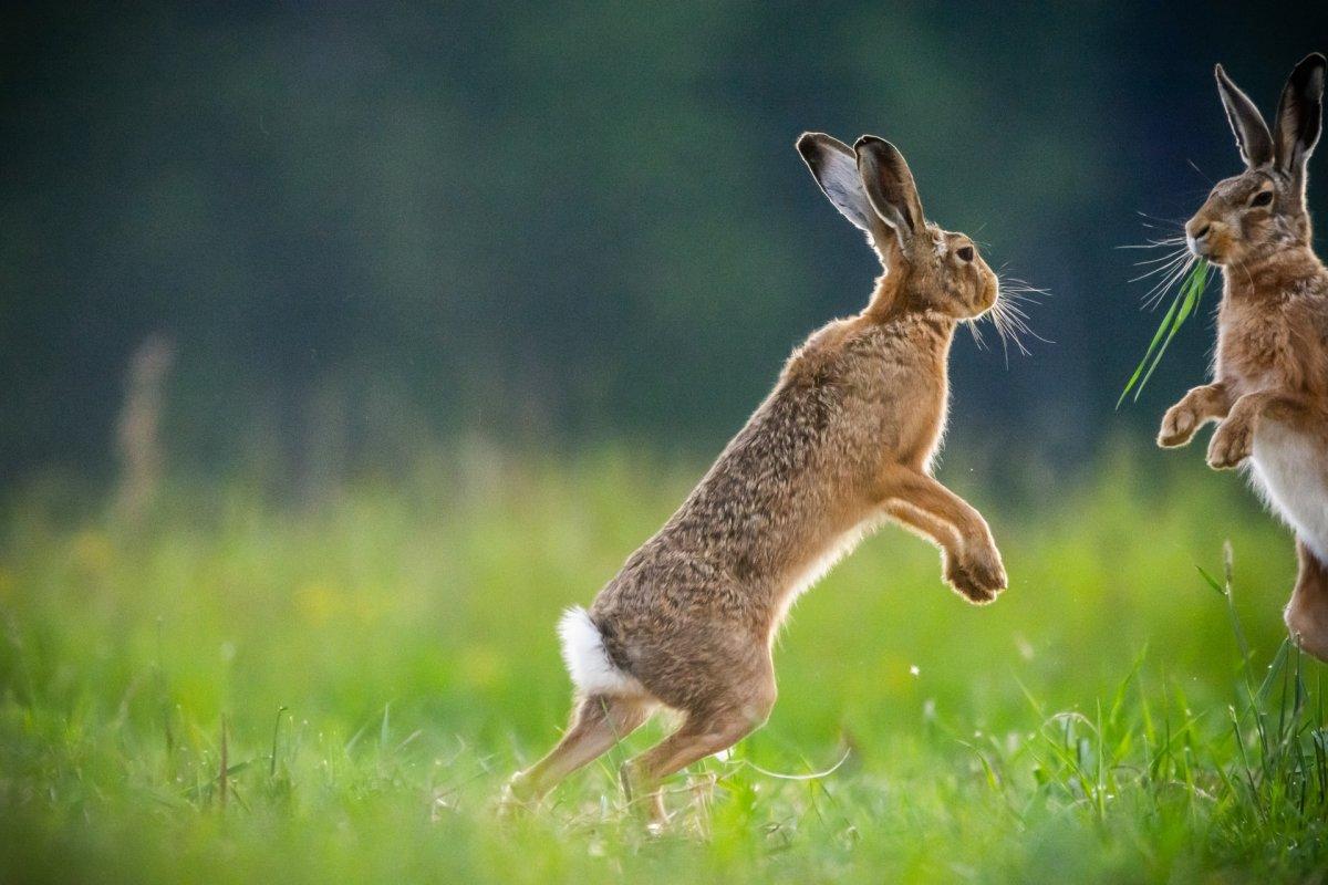 european hare in bosnia