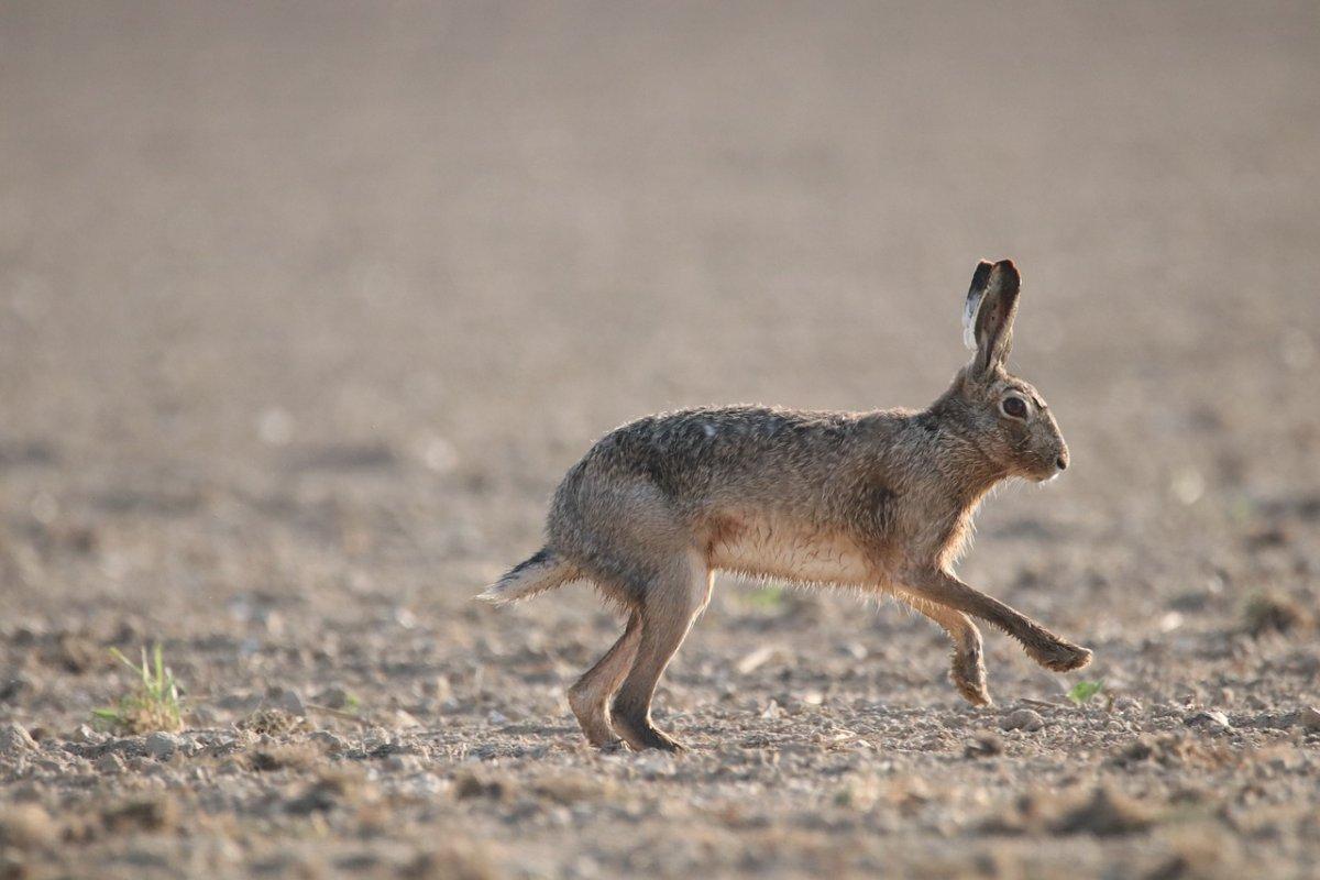 european hare is part of the croatia wildlife