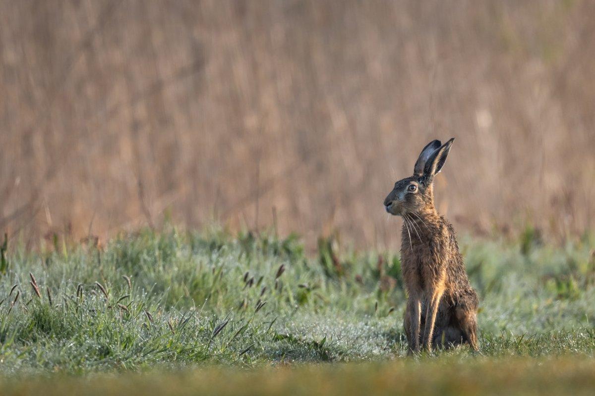 european hare