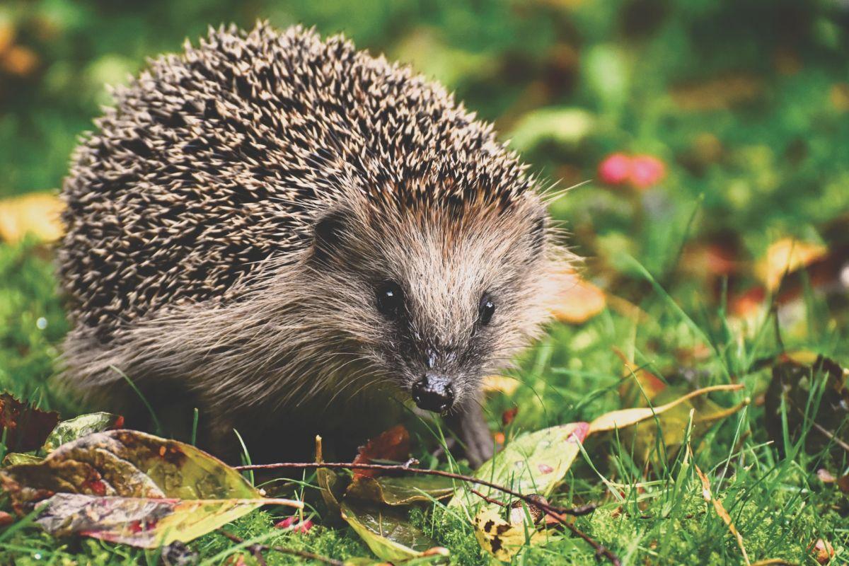 european hedgehog in bulgaria