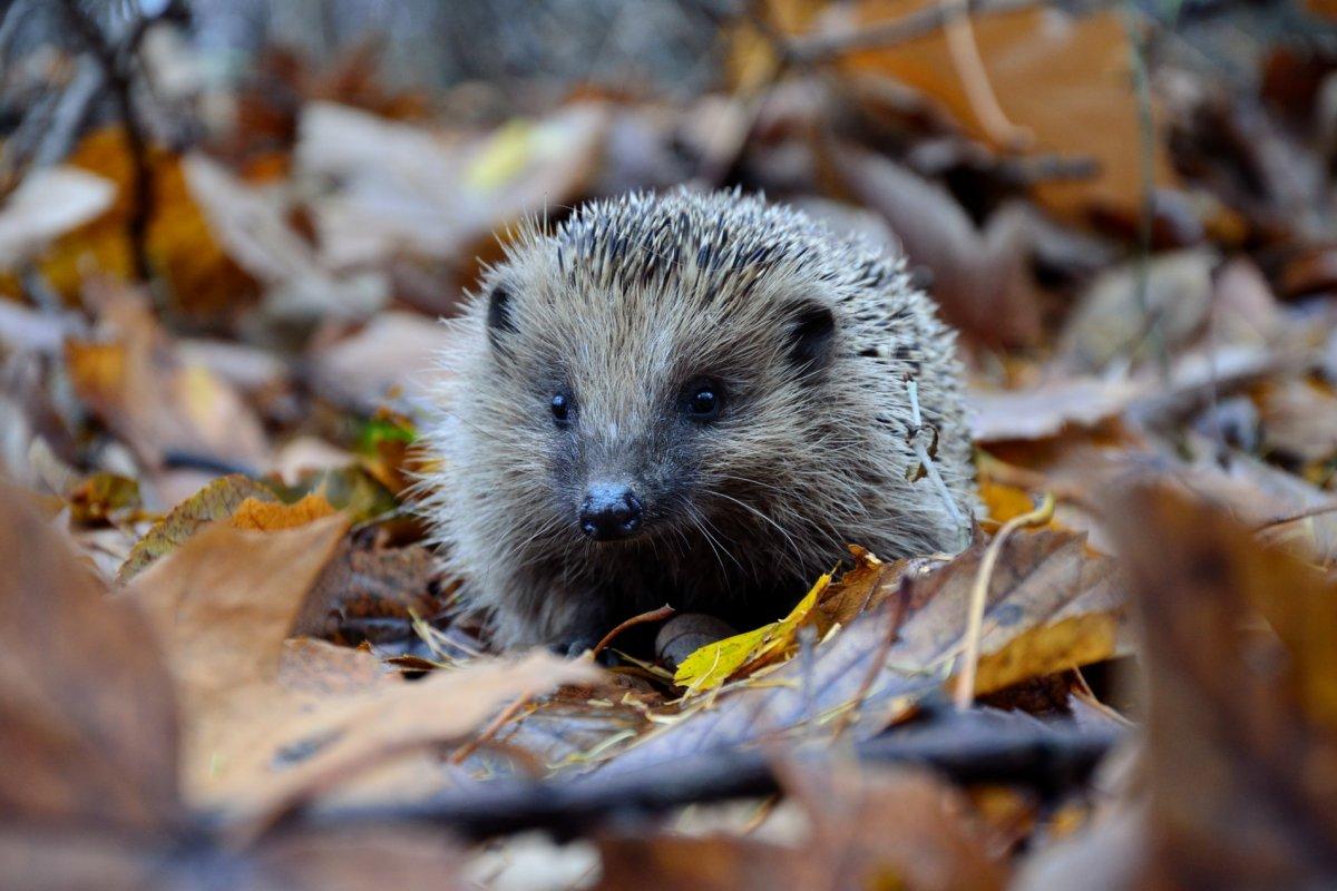 european hedgehog in fall